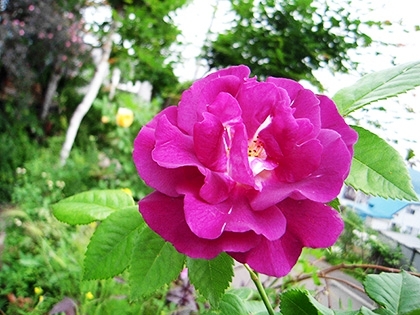 「紫色の花」